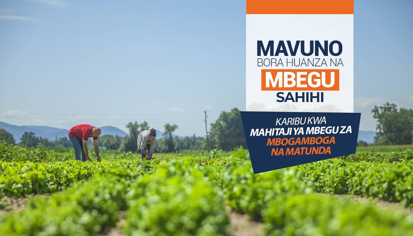 Mavuno bora huanza na mbegu sahihi